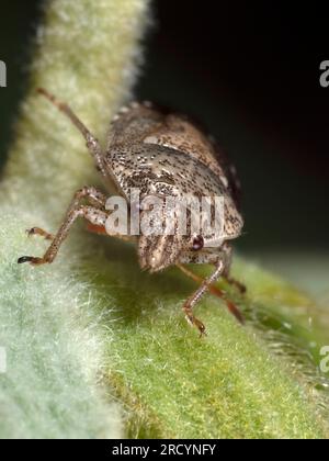 Bogue tortue (Eurygaster maura) près de Spili, Crète, Grèce Banque D'Images