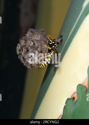 Guêpe à papier (Polistes hellenicus) sur nid avec œufs, Crète, Grèce Banque D'Images