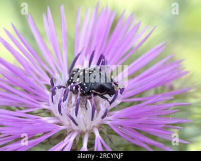 Foison floral (Oxythyrea cinctella) sur chardon Marie (Carduus marianus), près de Spili, Crète, Grèce Banque D'Images