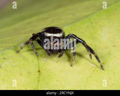 Napoleon Spider (Synema globosum) Crète, Grèce Banque D'Images