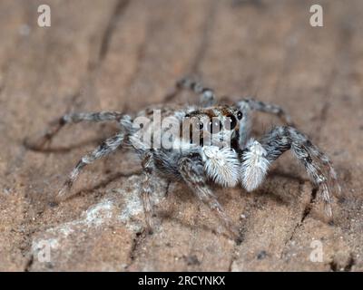 Jumping Spider (Menemerus semilimbatus) femelle, près de Spili, Crète, Grèce Banque D'Images