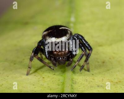 Napoleon Spider (Synema globosum) Crète, Grèce Banque D'Images