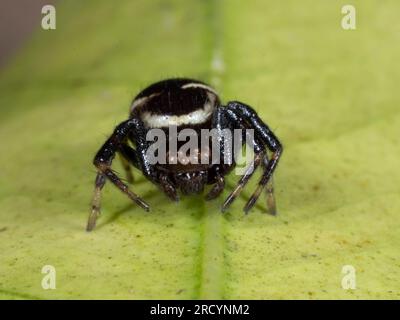 Napoleon Spider (Synema globosum) Crète, Grèce Banque D'Images