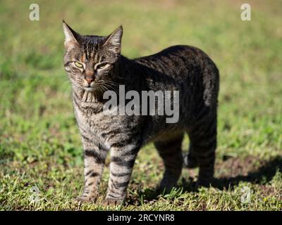 Chat domestique dans le jardin (Felis catus) Tabby couleur, Crète centrale, Vrisses Apoloronas Banque D'Images