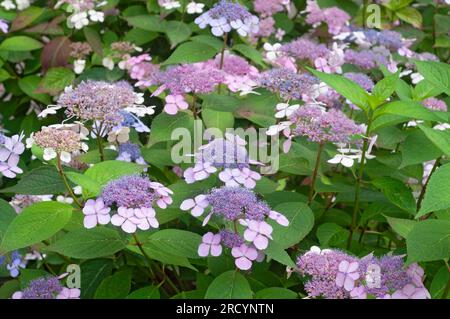 Fleurs roses de la calaque pourpre, Hydrangea macrophylla Banque D'Images