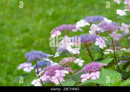 Fleurs roses de la calaque pourpre, Hydrangea macrophylla Banque D'Images