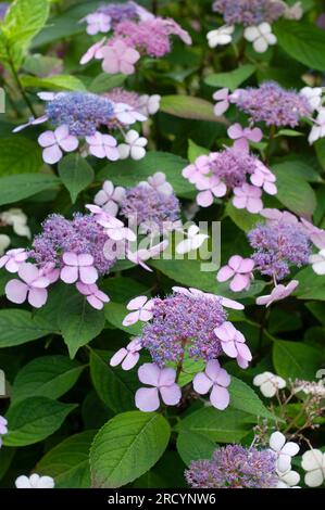 Fleurs roses de la calaque pourpre, Hydrangea macrophylla Banque D'Images