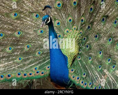 Aviron indien (Pavo cristatus), mâle, paon, captif, Crète centrale, affichage de plumes Banque D'Images