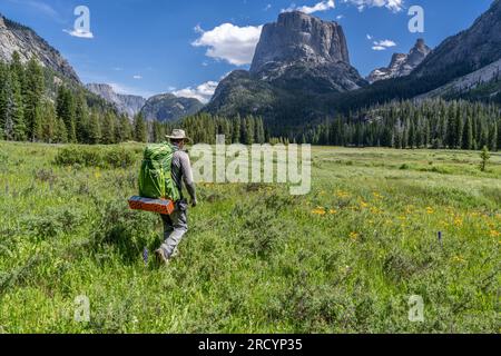 Homme caucasien mûr, randonneur, marchant à travers un champ de fleurs sauvages et d'herbe verte dans une scène de montagnes accidentées, Wind River Range, Wyoming Banque D'Images