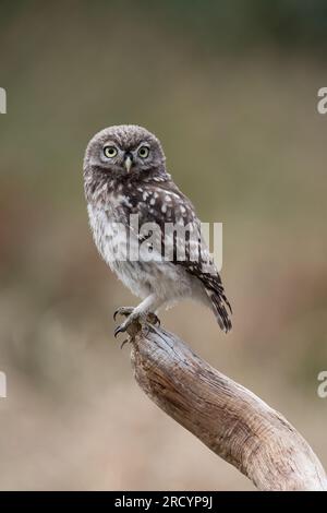 Récemment à part Little Owl Owlet (Athene Noctua) photographié à l'heure d'or dans les terres agricoles Banque D'Images