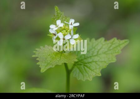 Moutarde à l'ail en fleur (Alliaria petiolata). Banque D'Images