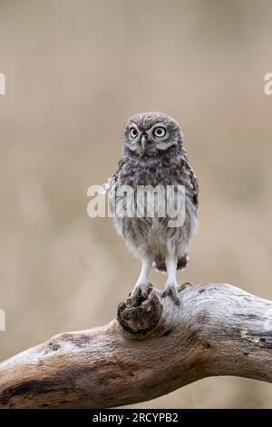 Récemment à part Little Owl Owlet (Athene Noctua) photographié à l'heure d'or dans les terres agricoles Banque D'Images