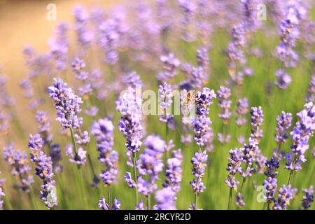 Une abeille sur une fleur de lavande gros plan. Fleurs violettes de lavande au premier plan et arrière-plan flou. Aromathérapie. Champ de lavande en fleurs. Banque D'Images