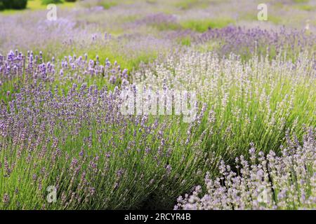 Gros plan des arbustes de lavande, mise au point sélective. Fleurs violettes de lavande au soleil. Champ de lavande Banque D'Images