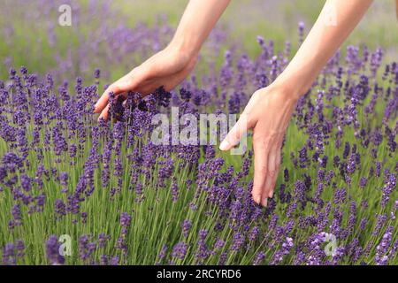 Les mains féminines touchent les fleurs de lavande par une journée ensoleillée d'été. Le concept de cosmétique naturelle. Placer pour le texte. Mise au point sélective. Champ de lavande. Aromate Banque D'Images