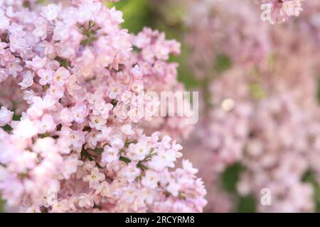 Belles fleurs de lilas rose clair doubles dans un jardin de printemps. Floraison printanière luxuriante. Buisson lilas fleuri avec une fleur minuscule tendre. Branche florale de l Banque D'Images