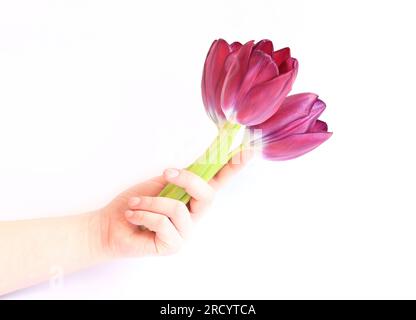 Main de femme avec un bouquet de tulipes. Un bouquet printanier présenté sur fond blanc. Photo pour créer des cartes ou des bannières pour la Saint-Valentin, mère' Banque D'Images
