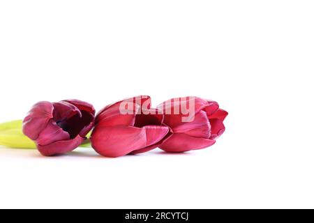 Tulipes sur fond blanc, symbole du printemps. Fleurs printanières reposent sur une surface blanche, photo pour créer des cartes postales ou des bannières pour la Saint-Valentin, Banque D'Images