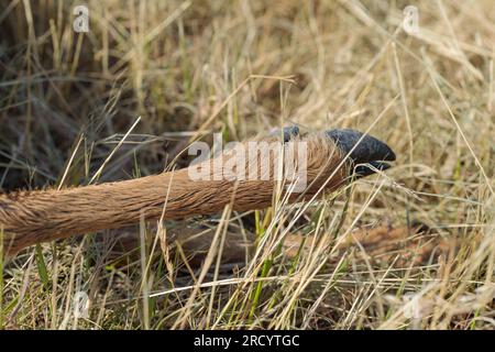 Jambe d'un chevreuil mort. Roadkill. Banque D'Images