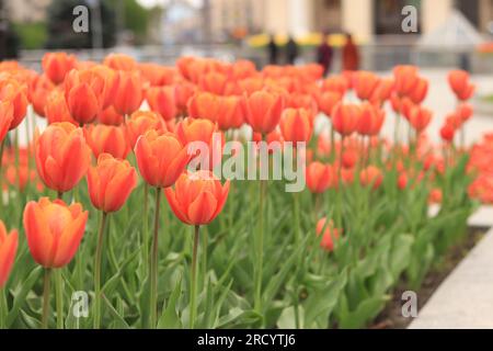 Allée de tulipes orange-rouge vif dans la ville. Tulipes dans la ville, fleurs printanières brillantes. Ruelle de ville de tulipes fleuries. Parc de beau flux lumineux Banque D'Images