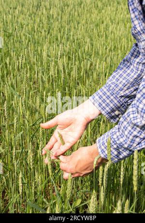 Un fermier mâle vérifie la qualité du blé semé un jour ensoleillé d'été, un travail de terrain d'été, un champ avec du blé Banque D'Images