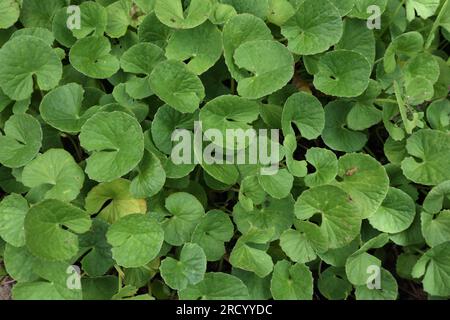 Vue aérienne des feuilles de pennywort asiatique (Centella Asiatica) poussant dans le jardin Banque D'Images