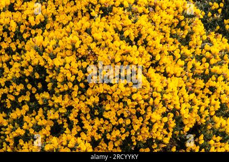 Un buisson gorse (Ulex) en pleine fleur. Il est localement appelé whin ou furze. Irlande du Nord, Royaume-Uni. Banque D'Images