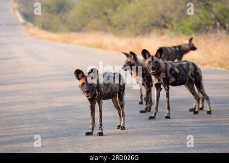 Chiens sauvages Banque D'Images