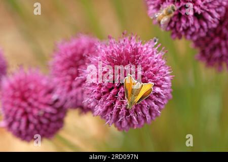 Un petit papillon skipper sur un sphaerocephalon Purple Allium en fleur Banque D'Images