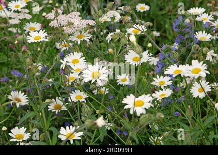 Leucanthemum vulgare, communément appelée marguerite à bœufs, marguerite de chien, en fleur. Banque D'Images