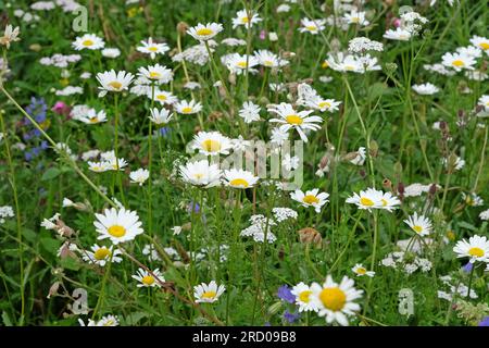 Leucanthemum vulgare, communément appelée marguerite à bœufs, marguerite de chien, en fleur. Banque D'Images