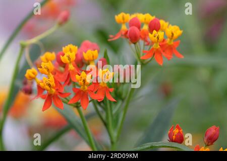 Asclépias curassavica ou fleur de sang tropicale, en fleur. Banque D'Images