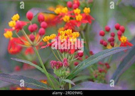 Asclépias curassavica tropicale ou fleur de sang, 'Silky Deep Red' en fleur. Banque D'Images