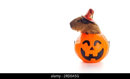Cobaye assis dans Halloween Trick ou seau de gâterie sur fond blanc Banque D'Images