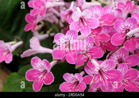 Streptocarpus, primevre du Cap, 'Celebration' en fleur. Banque D'Images