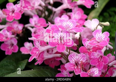 Streptocarpus, primevre du Cap, 'Celebration' en fleur. Banque D'Images