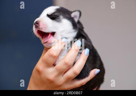 Chien chiot sur les mains femelles. Les mains des femmes tiennent le chiot husky nouveau-né Banque D'Images