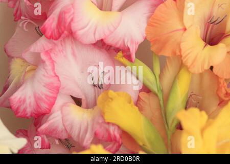 Gros plan des fleurs de gladioli Blush Pink et Apricot Banque D'Images