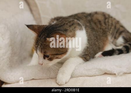 Portrait d'une femelle adulte alerte Tabby Cat Banque D'Images
