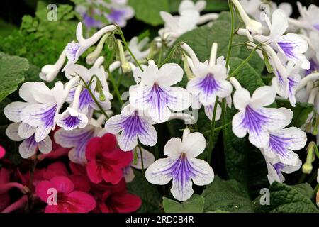 Streptocarpus, primevre du Cap, glace de cristal, en fleur. Banque D'Images