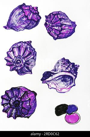 coquilles de mollusques de rapans de couleur violette de différents côtés avec des cailloux, croquis à l'aquarelle, illustration, isoler Banque D'Images