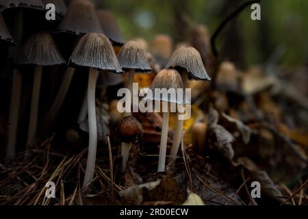petit groupe de champignons dans la forêt, photo prise en gros plan Banque D'Images