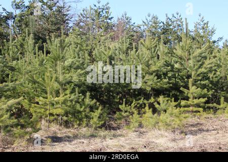 Jeune pin auto-ensemencé poussant dans la nature Banque D'Images