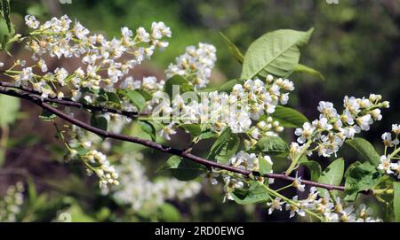Au printemps, l'oiseau-cerisier (Prunus pagus) pousse et fleurit dans la nature Banque D'Images