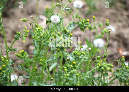 Dans la nature, Senecio vulgaris pousse comme une mauvaise herbe Banque D'Images