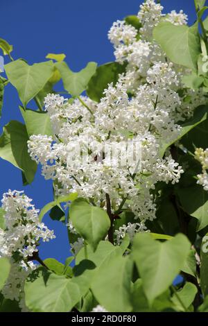 En mai, le lilas fleurit dans le jardin Banque D'Images