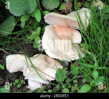 L'un des premiers champignons comestibles de printemps qui apparaissent en mai - Calocybe gambosa Banque D'Images