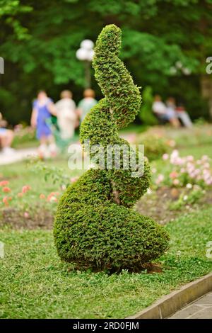 Arbre thuja coupé en forme de spirale dans le jardin. L'utilisation de plantes à feuilles persistantes dans l'aménagement paysager. Conifère Thuja taillé en forme de spirale Banque D'Images