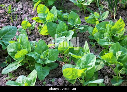 Au printemps, l'orach de jardin de plantes comestibles (Atriplex hortensis) pousse en sol ouvert Banque D'Images