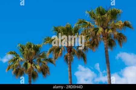 Beaux arbres tropicaux contre ciel. Concept de bannière de nature tropicale pour papier peint, voyage, vacances Banque D'Images